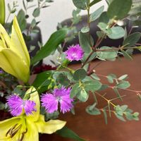 カワラナデシコの画像