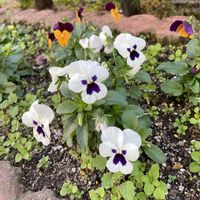 職場の花壇,冬から春への画像