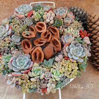 サブセシリス,多肉植物の寄せ植え,クリスマスリース,多肉植物のある暮らし,タニラーの画像