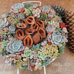 サブセシリス,多肉植物の寄せ植え,クリスマスリース,多肉植物のある暮らし,タニラーの画像