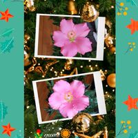 ハイビスカス,ステキ☆,癒し…♡,か〜わい〜,クリスマス月間の画像