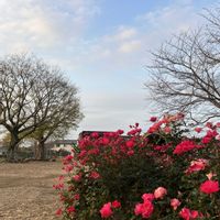 バラ,薔薇ノックアウト,市川市動植物園,半分そら,雲仲間の画像