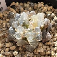 ハオルチア,オブツーサ錦,氷灯オブツーサ錦,多肉植物,鉢植えの画像