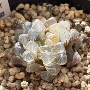 ハオルチア,オブツーサ錦,氷灯オブツーサ錦,多肉植物,鉢植えの画像