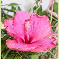 ハイビスカス,我が家の庭,花のある暮らしの画像