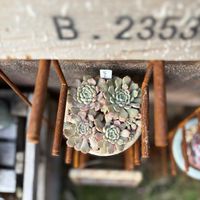 エケベリア,ラッキーバブル,多肉植物,植物のある暮らし,タニクノートさん苗の画像