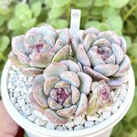 エケベリア 苺ジャム,成長記録 苺ジャム,エケベリア ストロベリーボボ,エケベリア いちごがとろとろ,神奈川タニラーの画像