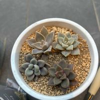 朧月,朧月,薄氷,薄氷, ブロンズ姫の画像