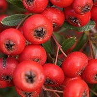 ピラカンサ,木の実,散歩,移ろう季節の画像