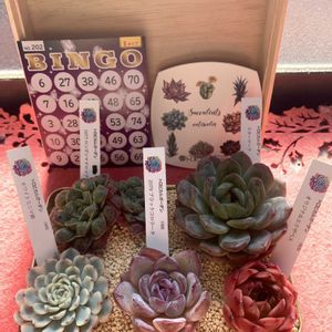 多肉寄せ植え,多肉のある暮らしの画像