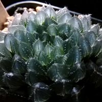 ハオルチア,ハオルチア,多肉植物,ハオルチア属,透明な窓の画像
