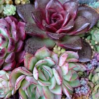 セダム,エケベリア,寄せ植え,多肉植物,love&peaceの画像