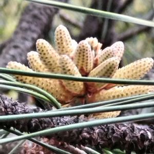 黒松の雄花、雌花,クロマツの雄花,クロマツ  雌花,GS今日のお花,２０２０年５月同期の画像