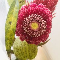 ガーベラ,ケイトウ,フウセントウワタの画像