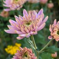 クリサンセマム,スライドショー♪,φ( •ω•́  )ﾌﾑﾌﾑ...ﾍﾑﾍﾑ ﾚﾝﾚﾝ,庭の画像