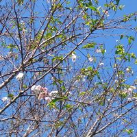 サクラ,サクラ,フユザクラ,フユザクラ,今日のお花の画像