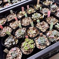 多肉植物,多肉植物好き,多肉植物が好きな人と繋がりたい,毎月13日と14日は葉挿しの日の画像