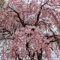 キク,セキチク,パンジー,ゴールドクレスト,ギョリュウバイの画像