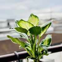 ディフェンバキア,観葉植物,PR,良い一日を…,三ツ星品質モニターの画像