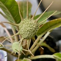 ドルステニア・フォエチダ,ドルステニア・フォエチダ,室内,グリーンアクセサリー♪,クッワ科の画像