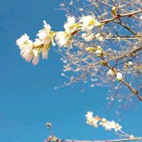 フユザクラ,青空,花のある暮らし,今日のお花の画像