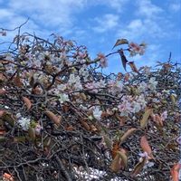 コスモス,コスモス,ヤツデ,ヤツデ,ビオラの画像