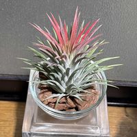 チランジア,イオナンタ,観葉植物,グリーンのある暮らし,マルチーズの画像