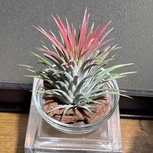 チランジア,イオナンタ,観葉植物,グリーンのある暮らし,マルチーズの画像