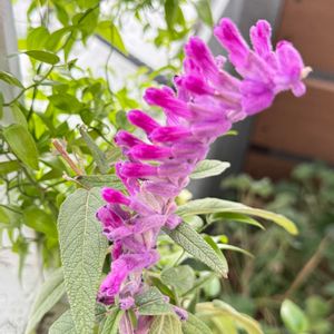 アメジストセージ,アメジストセージ,サルビアレウカンサ（アメジストセージ）,ハーブ,ベランダガーデニングの画像