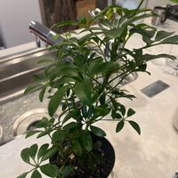 シェフレラの画像