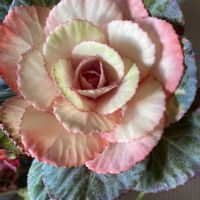 人に優しく,ベランダの画像