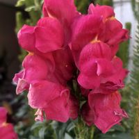 キンギョソウの画像