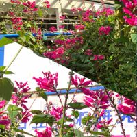 キク,キク,ランタナ,ランタナの実,ランタナの実の画像