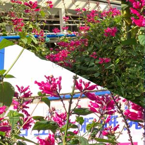 キク,キク,ランタナ,ランタナの実,ランタナの実の画像