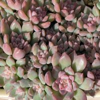 寄せ植え,多肉植物,葉挿し,リメ缶,多肉寄せ植えの画像