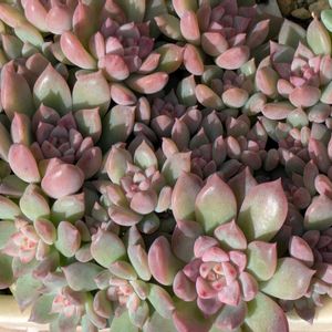 寄せ植え,多肉植物,葉挿し,リメ缶,多肉寄せ植えの画像