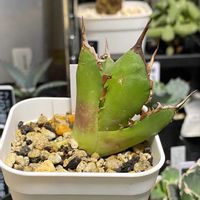 アガベ,アガベチタノタ ハデス,アガベのある暮らしの画像