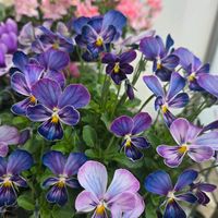 花のある暮らし,グリーンファーム,花友さんに感謝♡,ビオラ・パンジー祭り♪,ビオラ　パルプンテの画像