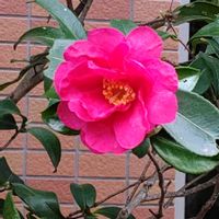 サザンカ,花のある暮らし,エントランスの画像