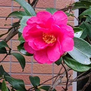 サザンカ,花のある暮らし,エントランスの画像