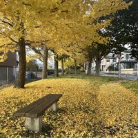 銀杏,京都,鮮やか ,カラフル,黄金色の画像