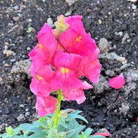 キンギョソウの画像