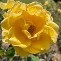 花壇,お出かけ先で,家庭菜園の画像