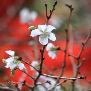 サクラ,モミジ,紅葉,冬桜,冬桜の画像