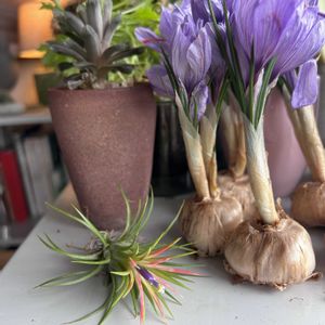 サフラン,ハオルチア オブツーサ,観葉植物達,エアプランツ☆,成長記録の画像