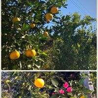 夏みかん,夏みかん,お散歩写真,GSに感謝。,わんこと暮らすの画像