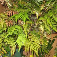 キンモウコウ,インテリアグリーン,珍奇植物,その他部屋の画像