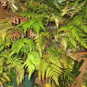 キンモウコウ,インテリアグリーン,珍奇植物,その他部屋の画像