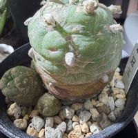 サボテン,カクタス,多肉植物の画像