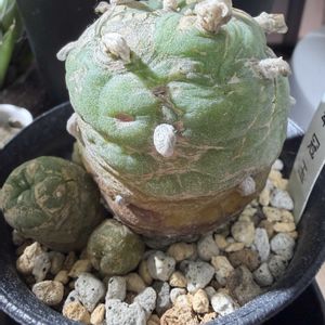 サボテン,カクタス,多肉植物の画像